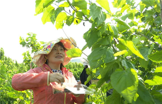 绿色农业种植技术的优势及推广对策